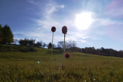 25 Tűzlepke Öko Park Orfalu